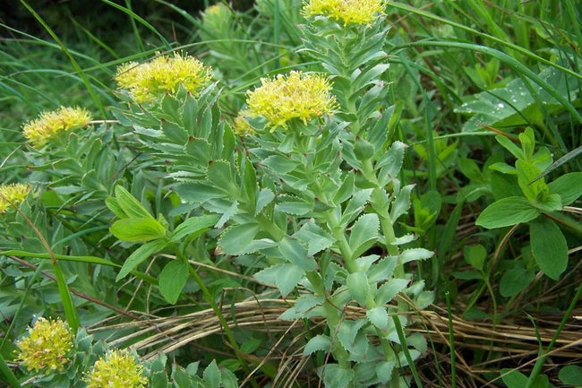 Rhodiola rosea root, the adaptogenic herb used for stress tolerance — photo by Jerzy Opioła, CC BY-SA 3.0, Wikimedia Commons
