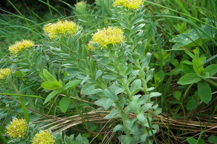 Rhodiola rosea root, the adaptogenic herb used for stress tolerance — photo by Jerzy Opioła, CC BY-SA 3.0, Wikimedia Commons